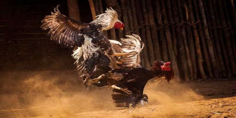 Cách thức tham gia đá gà leo88