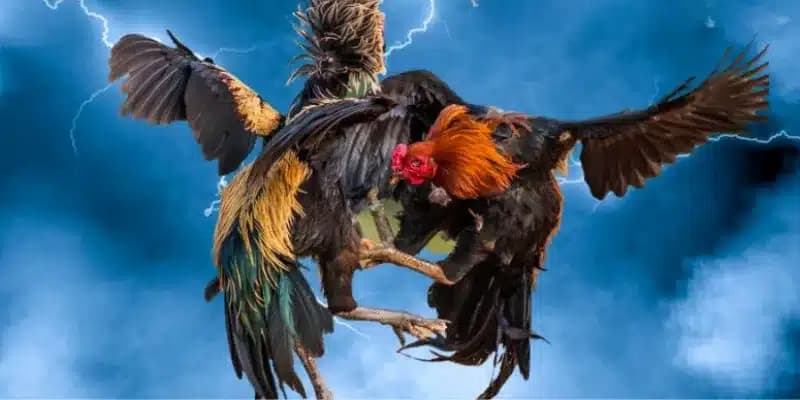 Những Lý Do Nên Chơi Đá Gà Thomo Campuchia Tại Leo88